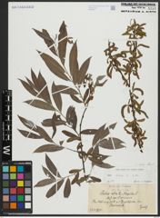 Foto von Salix alba subsp. alba L.